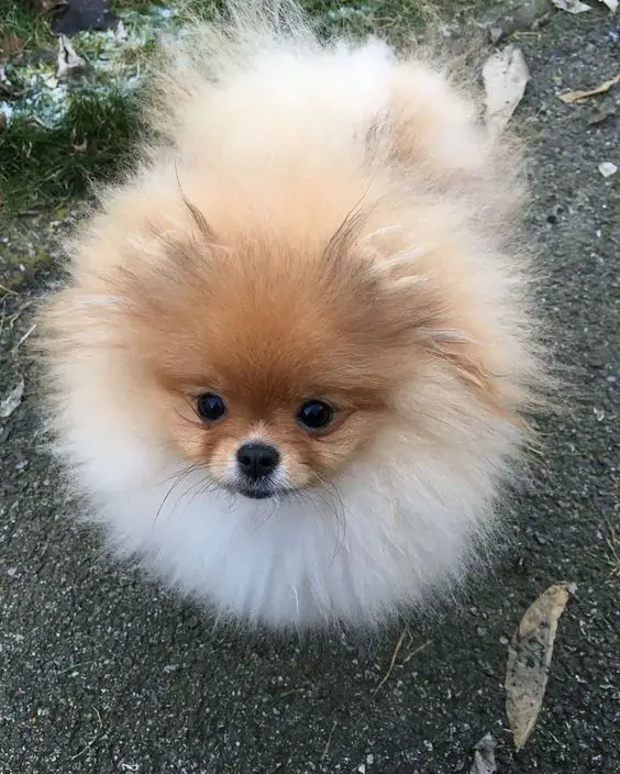 Pomeranian standing on the ground with its ball fur and adorable face
