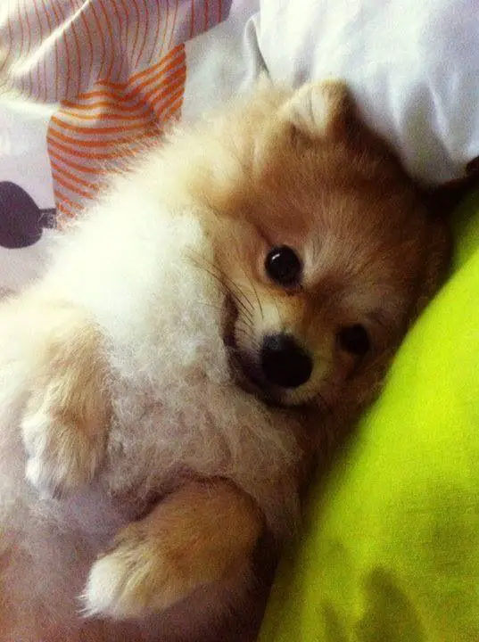 Pomeranian lying on the bed while smiling