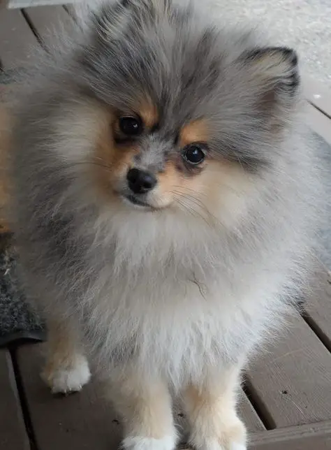 Pomeranian standing on the wooden floor with its curious face