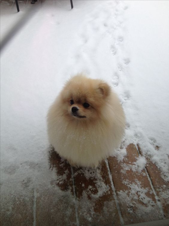 Pomeranian standing in snow with her foot prints behind her