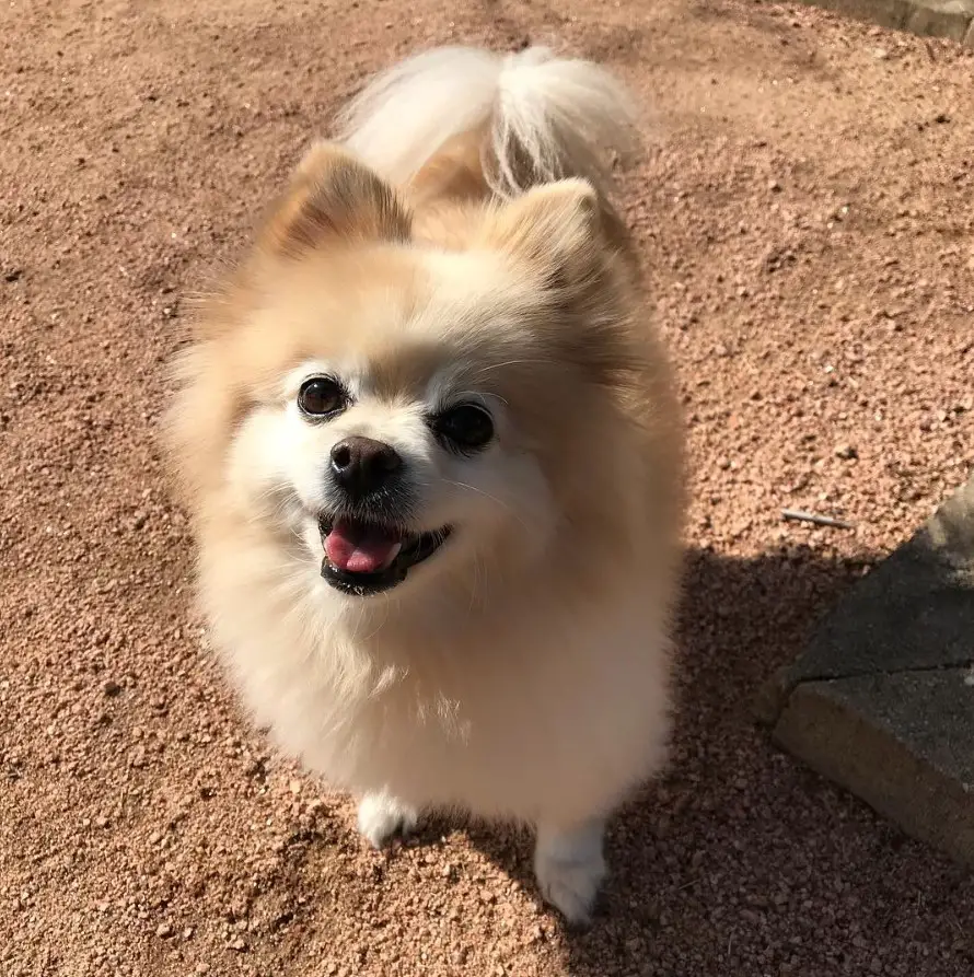 happy Pomeranian standing on the ground