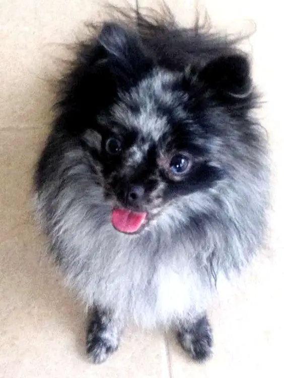 black and gray Pomeranian standing on the floor while looking up with its happy face