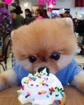 Pomeranian staring at the cupcake in front of him on the table