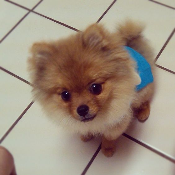 Pomeranian sitting on the floor with its curious face