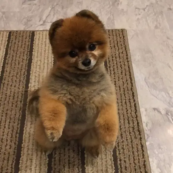 Pomeranian sitting pretty on the carpet with its adorable face
