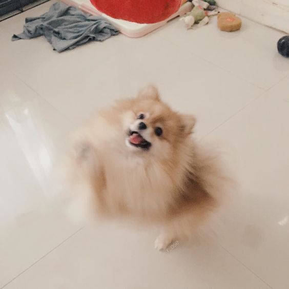 a happy Pomeranian jumping on the floor