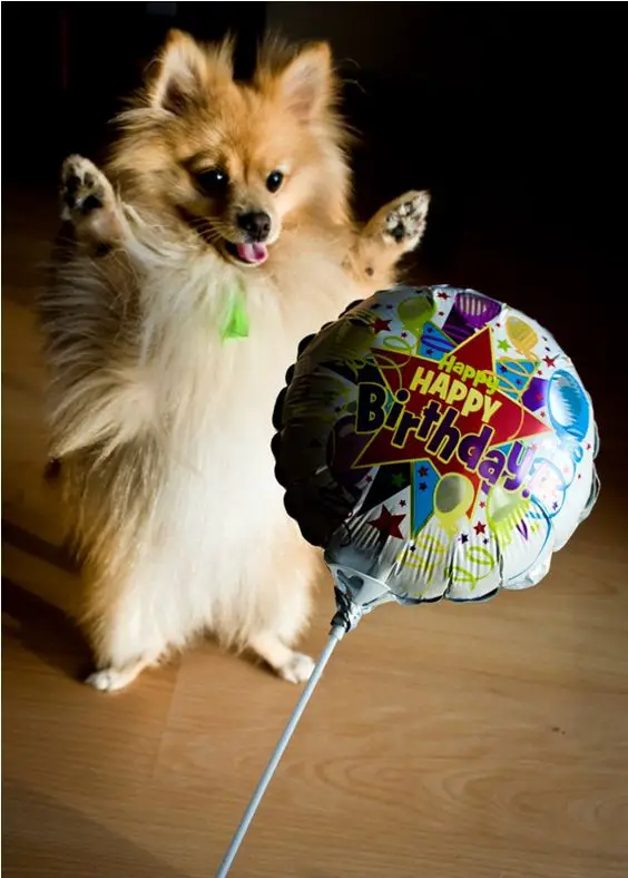 excited Pomeranian standing up towards the birthday balloon