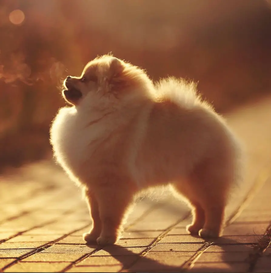A Pomeranian standing on the pavement under the sun at the park