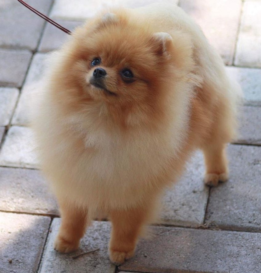 Pomeranian taking a walk on the pavement