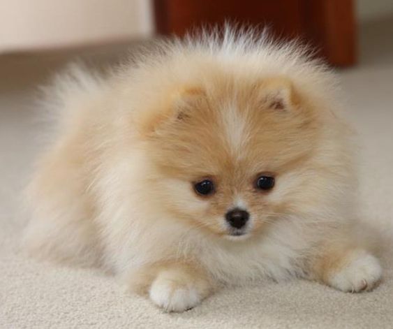 Pomeranian puppy lying down on the floor