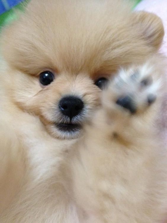 cute Pomeranian raising is paw