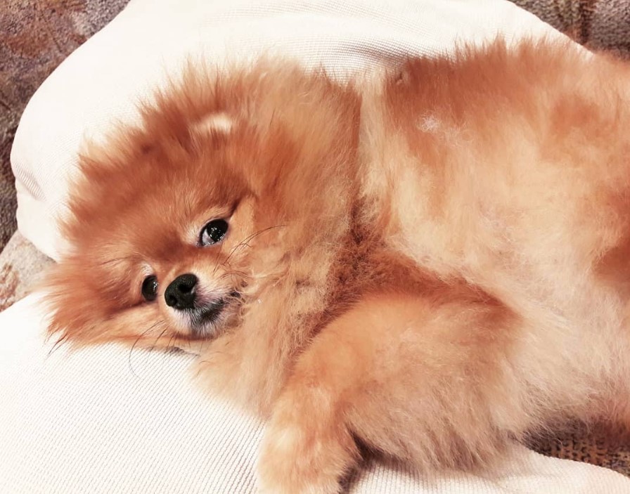 A Pomeranian lying on the bed