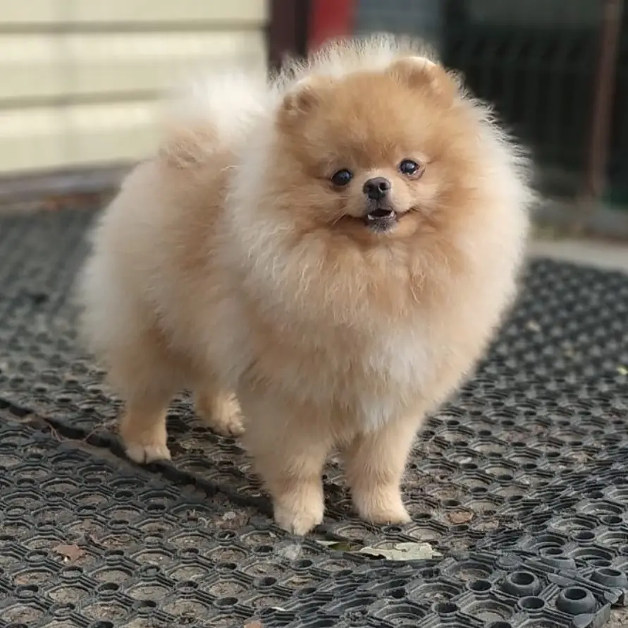 smiling Pomeranian outdoors