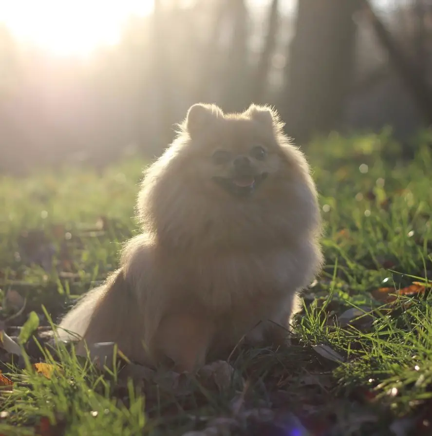 A Pomeranian sitting on the grass