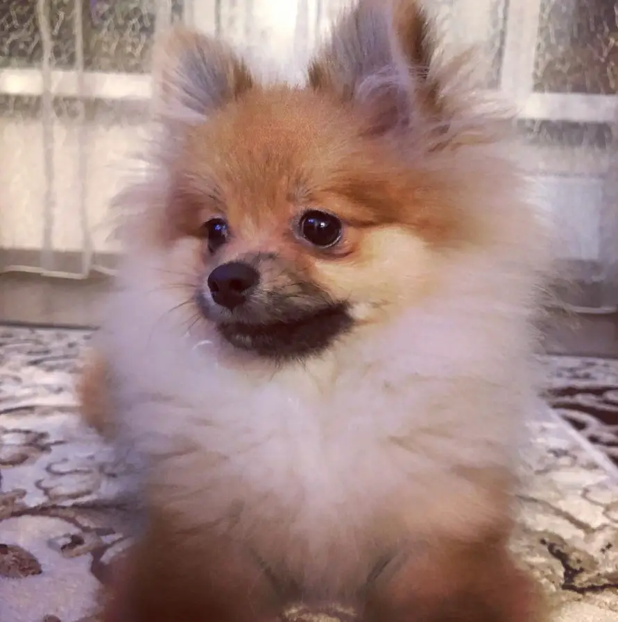 A Pomeranian lying on the floor while looking sideways