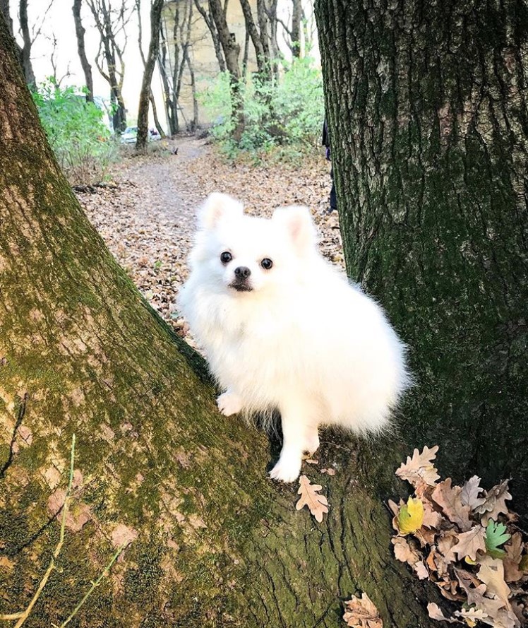 white Pomeranian on the tree