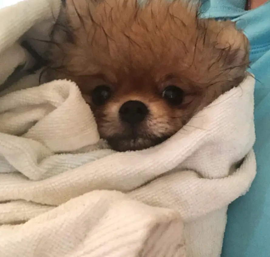 A Pomeranian wrapped after a bath while being carried by a person