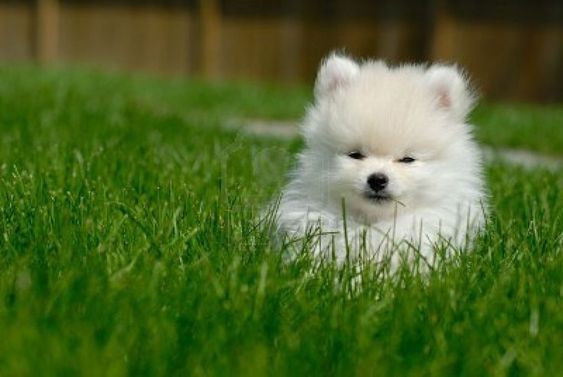 white Pomeranian lying on the green grass
