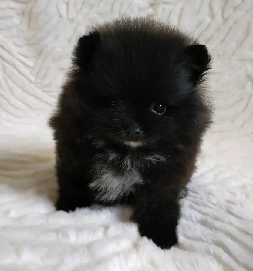 A black Pomeranian puppy standing on the bed