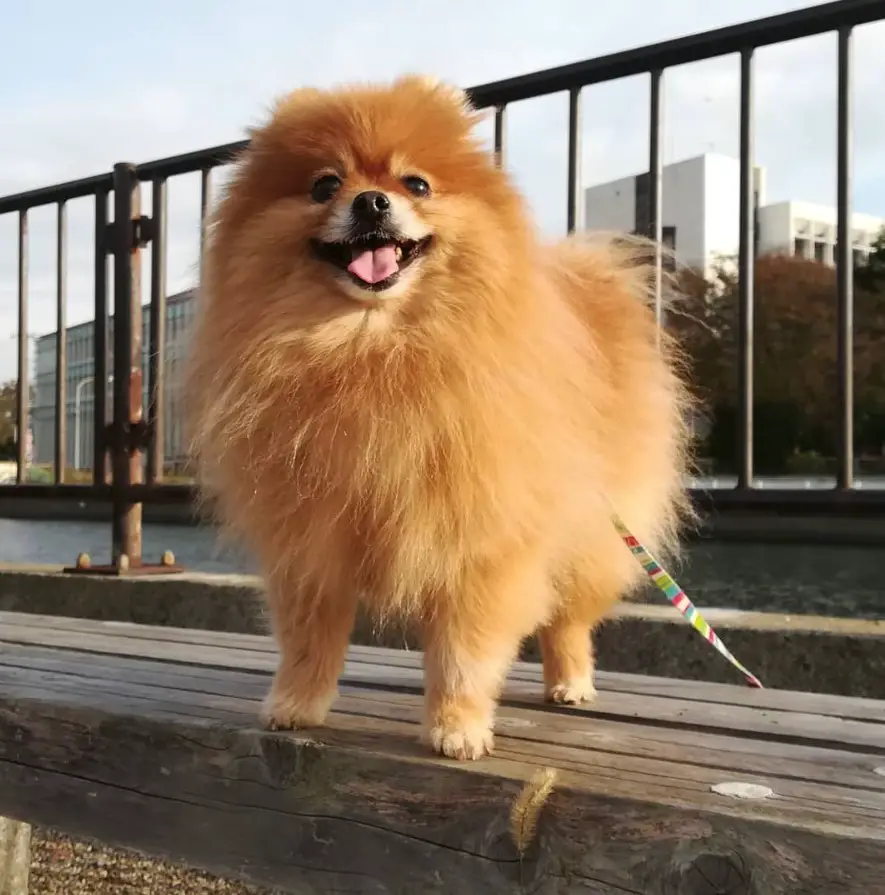A red Pomeranian standing on top of the bench at the park while smiling
