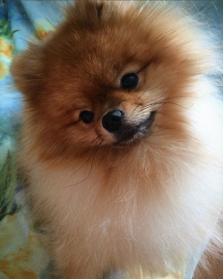 Pomeranian tilting its head