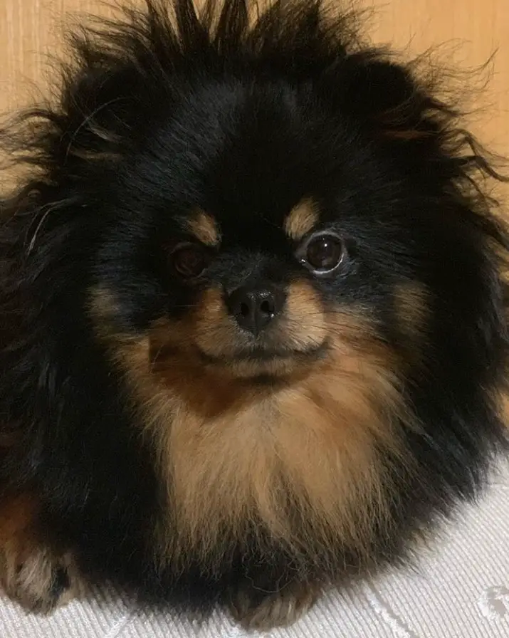 A Pomeranian sitting on the bed