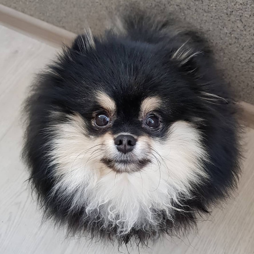 black and white Pomeranian sitting on the floor looking up