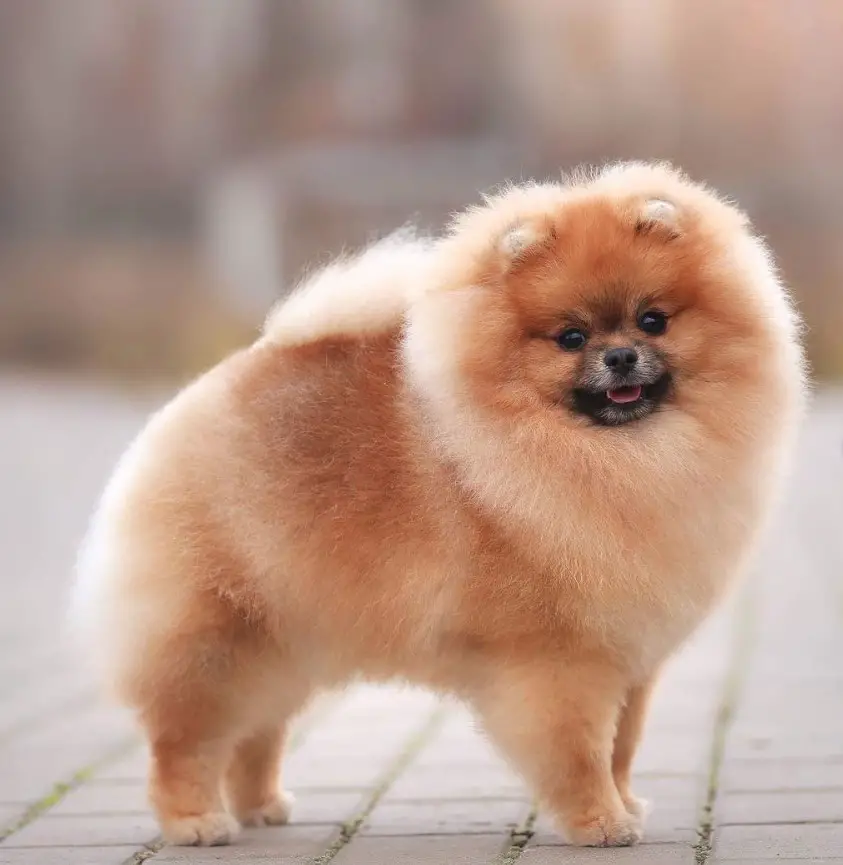 A Pomeranian standing on the pavement