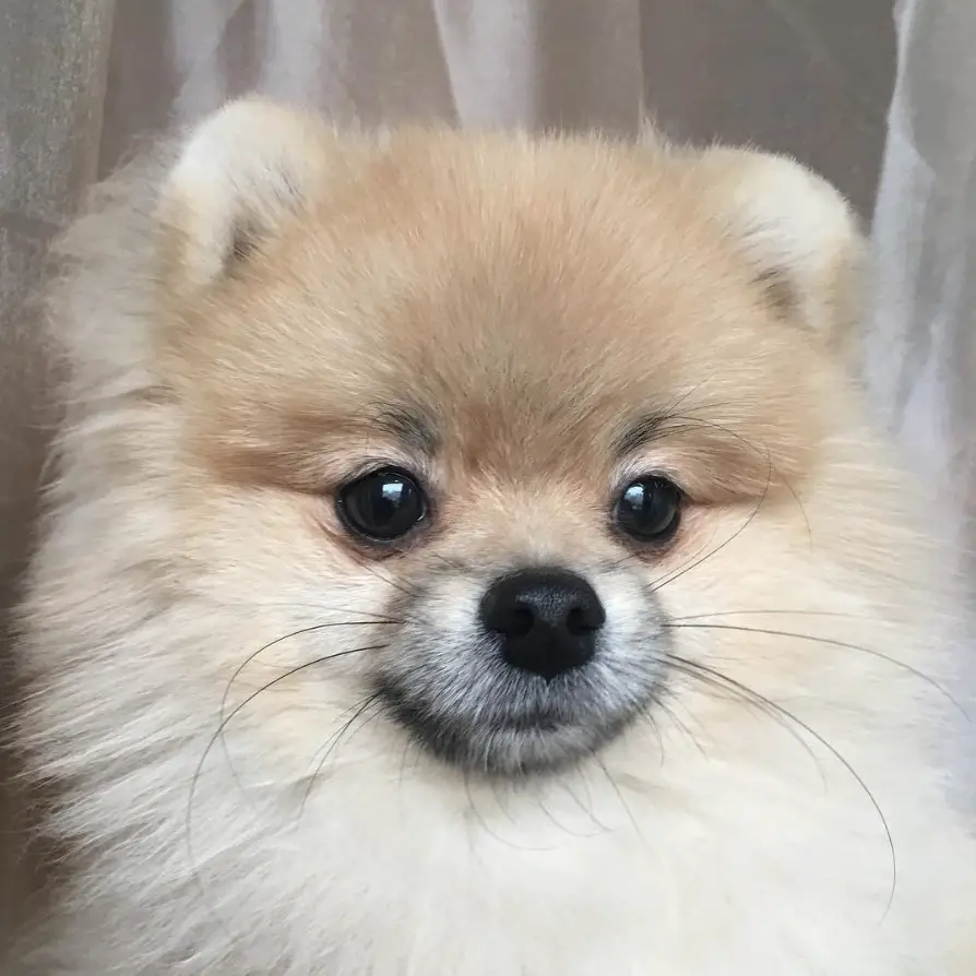 adorable face of a Pomeranian