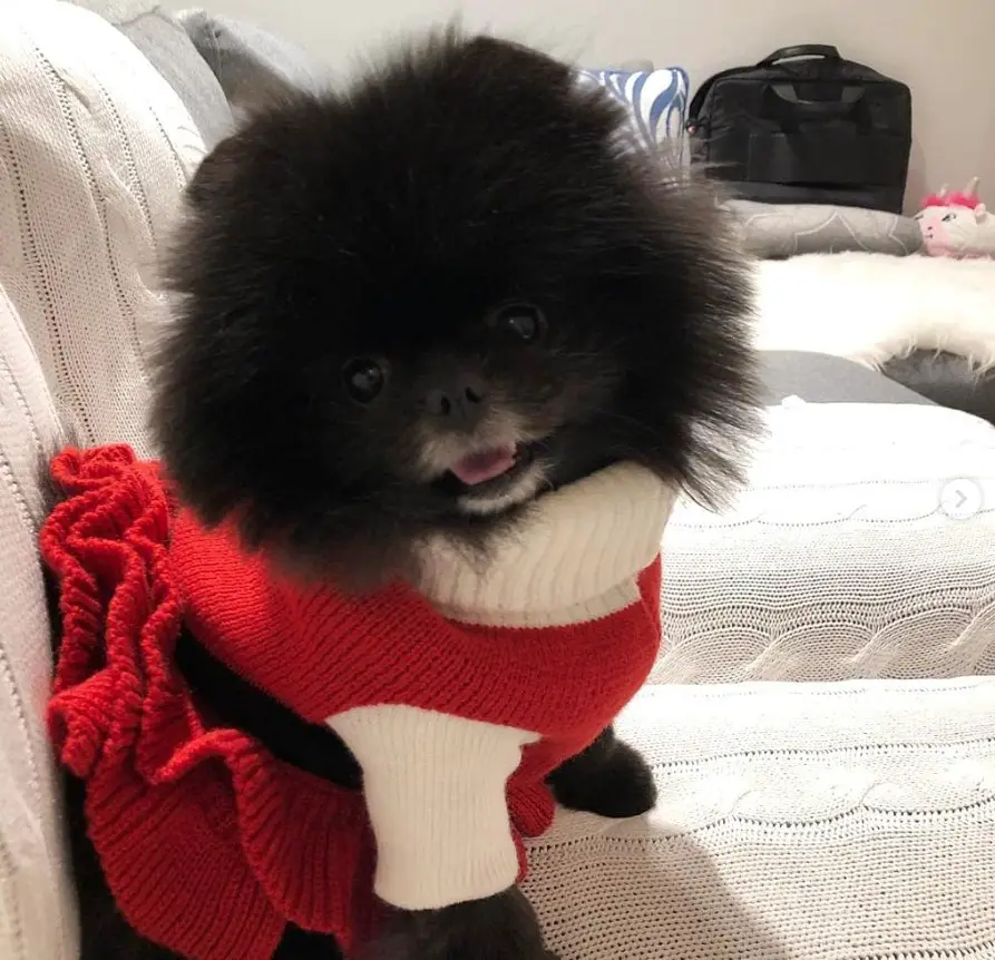 black Pomeranian wearing a red and white crocheted dress while sitting on the couch