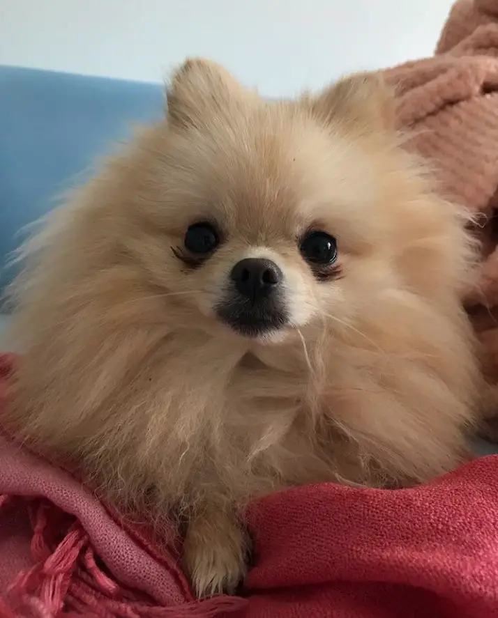 A Pomeranian lying on the bed with its adorable face