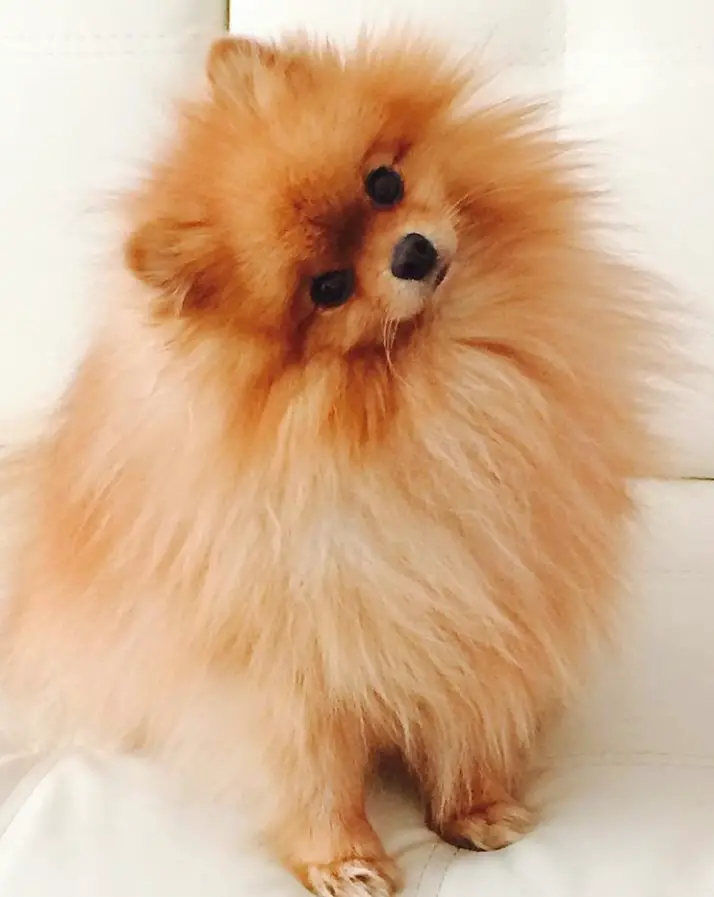 Pomeranian on the bed while tilting its head
