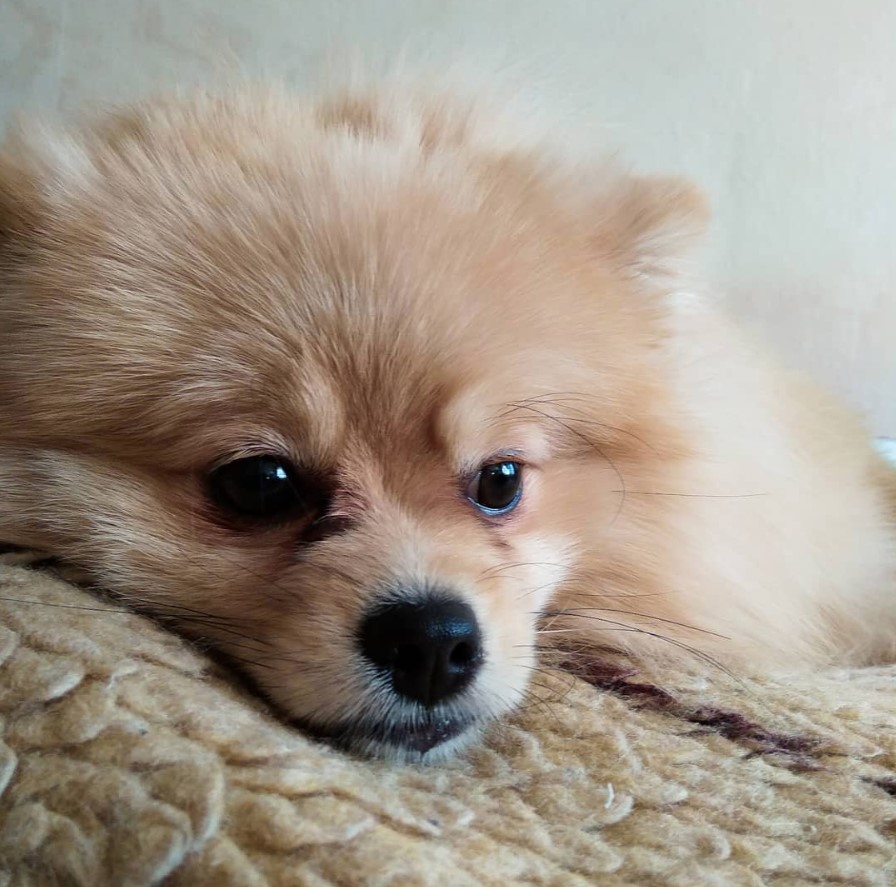 Pomeranian lying down on the bed
