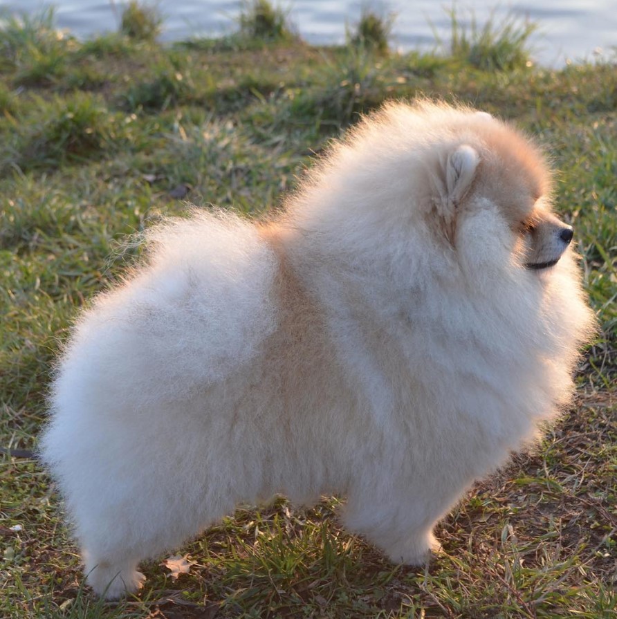A white Pomeranian standing on the grass by the ocean