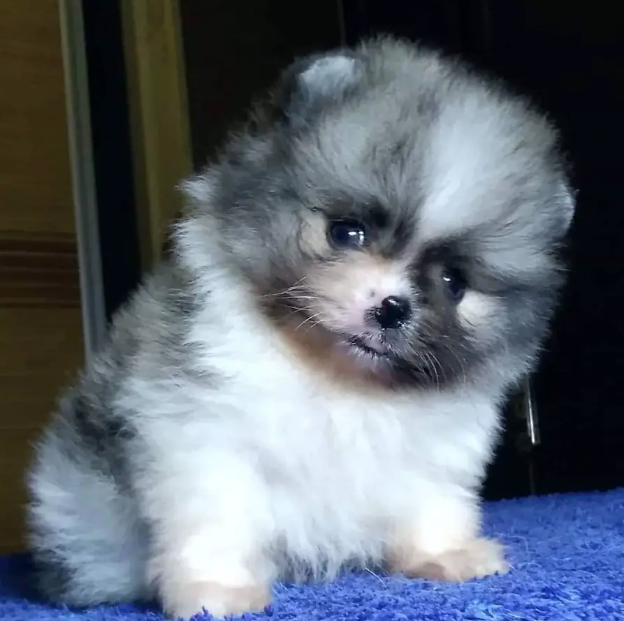 Pomeranian puppy sitting on the bed