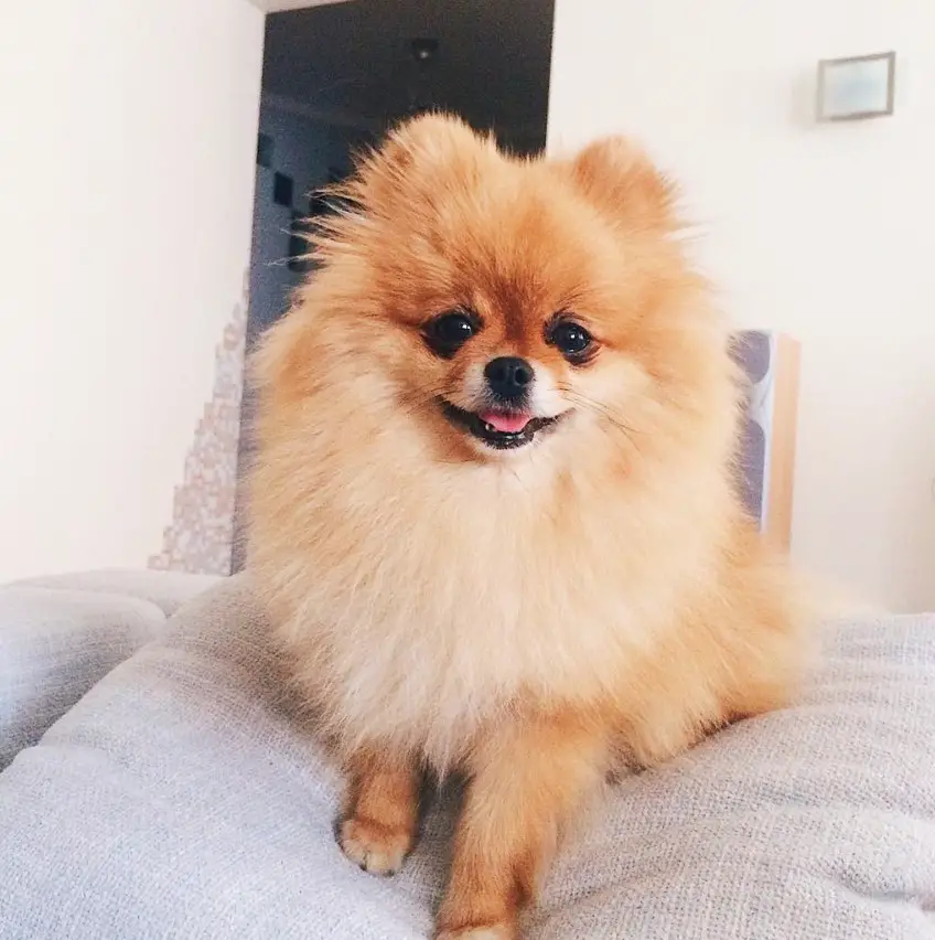 A Pomeranian lying on the bed while smiling