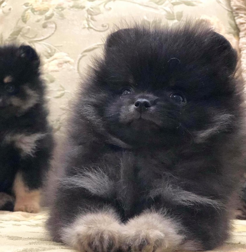 black Pomeranian lying on the couch