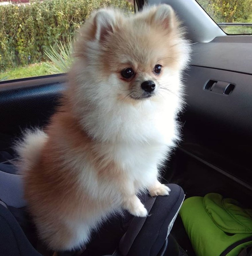A Pomeranian standing in the passenger seat inside the car