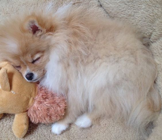 Pomeranian sleeping on the bed with its stuffed toy