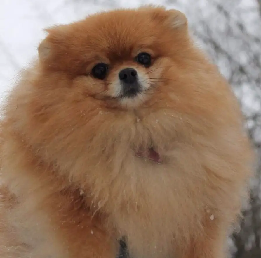 Pomeranian in snow