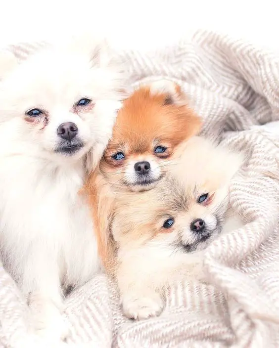 three Pomeranians snuggled up in bed