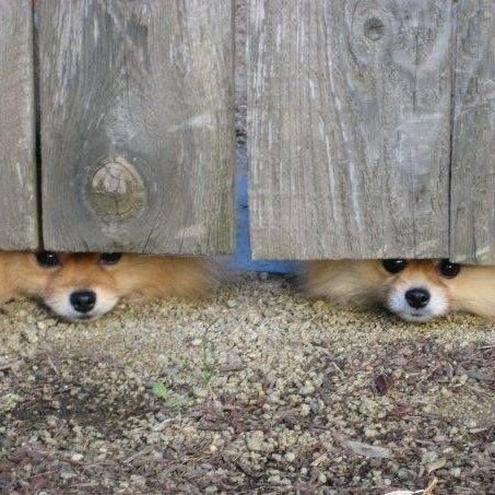 Pomeranian looking at the bottom behind the fence