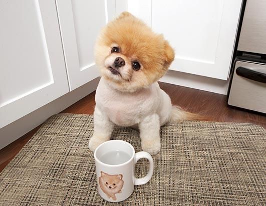 Pomeranian sitting on the floor in front of the cup filled with water while tilting its head