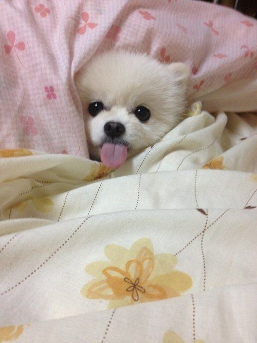 Pomeranian on the bed with its tongue sticking out