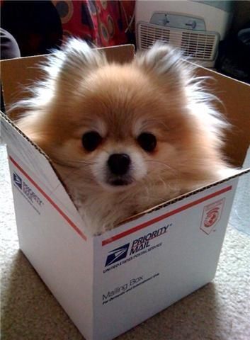 Pomeranian inside the box