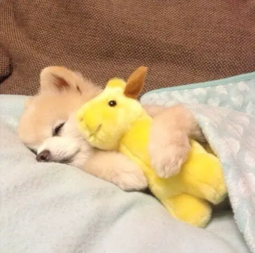 Pomeranian sleeping on the bed while hugging its stuffed toy