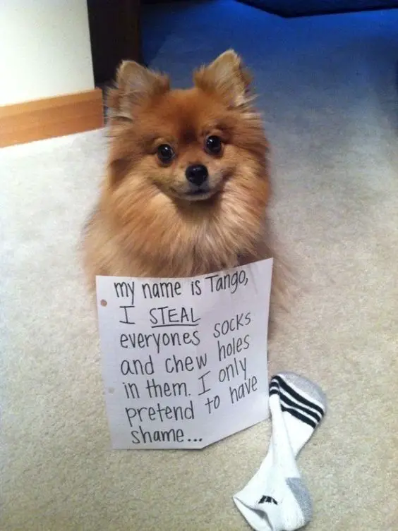 Pomeranian sitting on the floor with a note 