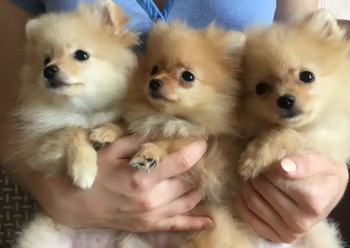 a lady holding three Pomeranian puppies in her arms