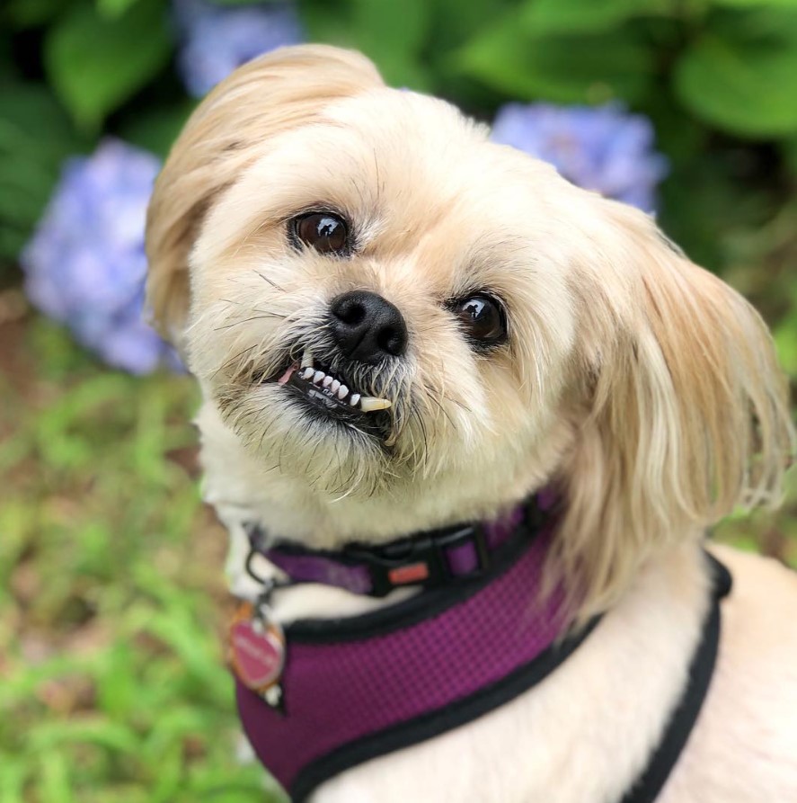 smiling Shiranian in the garden