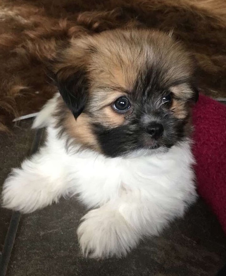 pomeranian maltese shih tzu mix